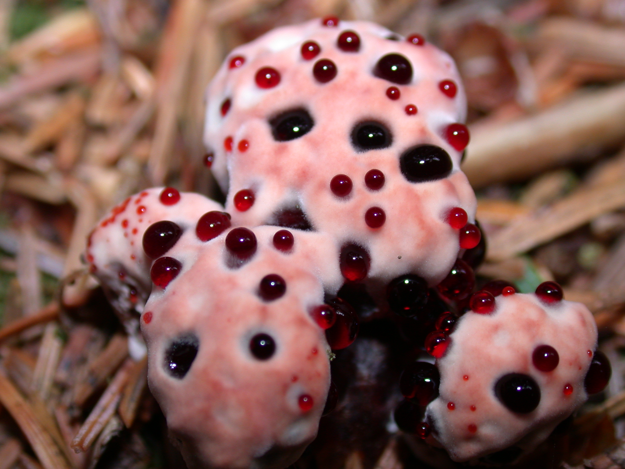 Кровоточащий. Гиднеллум ПЕКА (Кровавый зуб). Кровоточащий гриб (Hydnellum peckii).