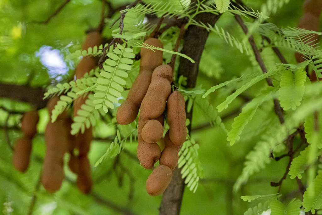 Plant a Tamarind Tree to Decorate Your Property (Part 1) | Garden lovers
