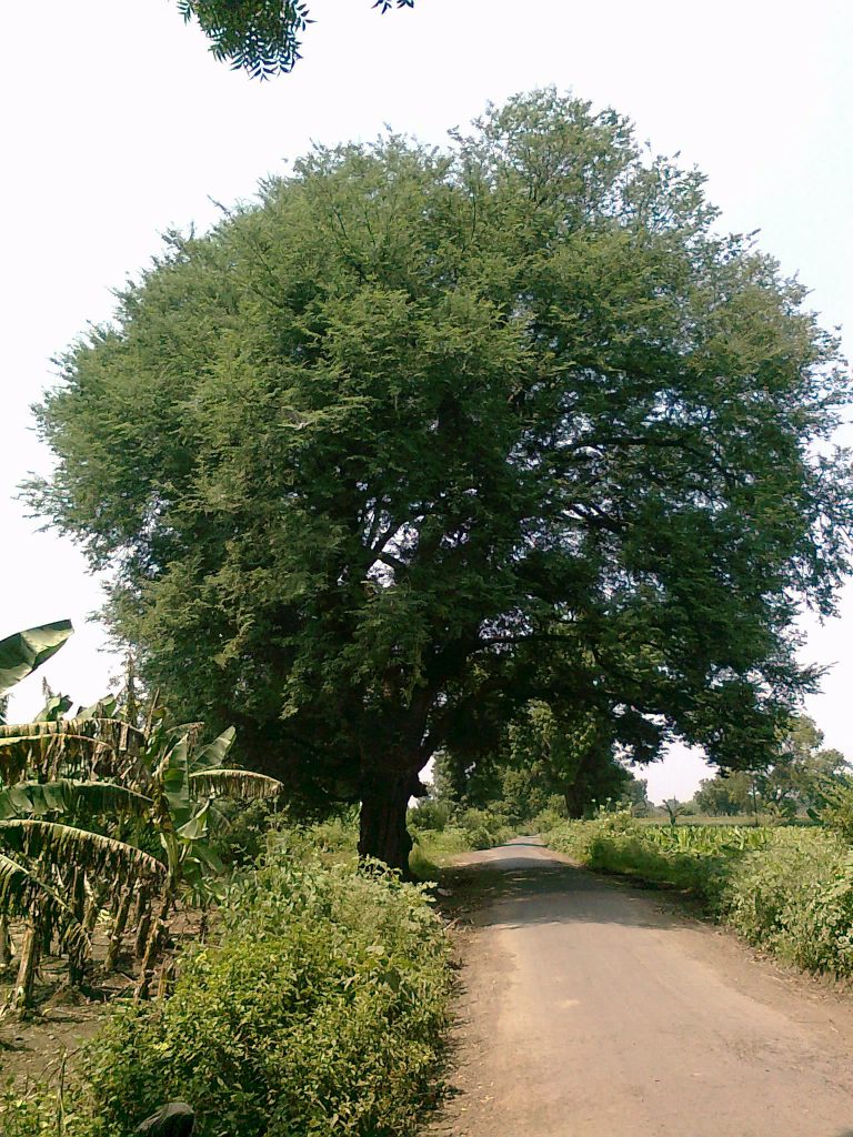 Plant A Tamarind Tree To Decorate Your Property Part 2 Garden Lovers