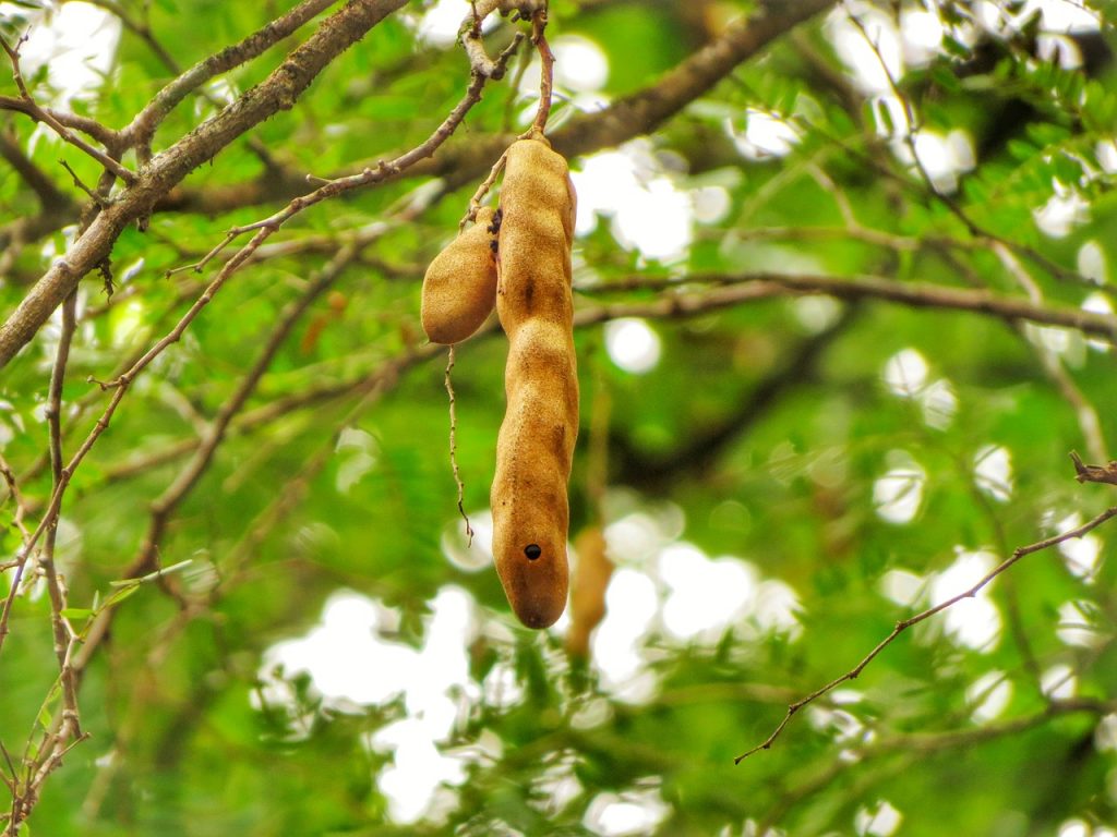 Plant A Tamarind Tree To Decorate Your Property Part 2 Garden Lovers