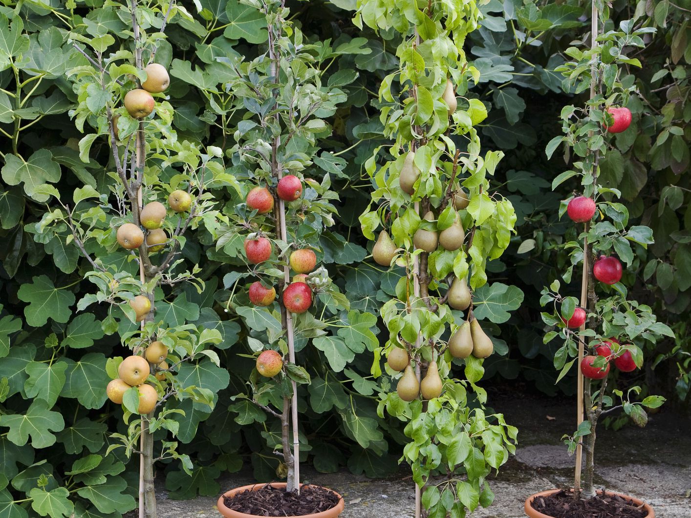 Fruit growing is. Штамбовые плодовые деревья. Штамбовые томаты. Яблоня Дачная колоновидная. Яблоня колоновидная на даче.