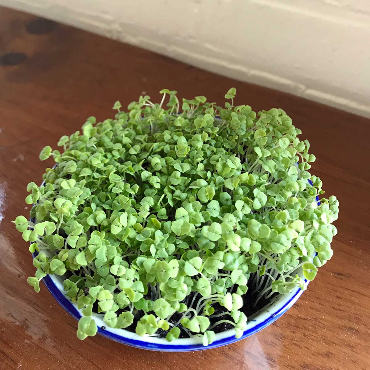 Chia easy to grow at Home