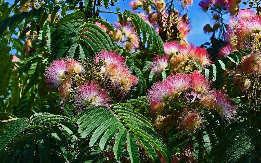 10 Plants That You Definitely Don’t Want In Your Garden