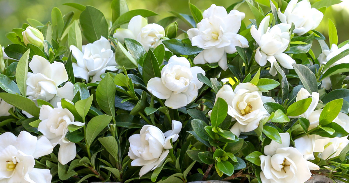 gardenia plant tour photos