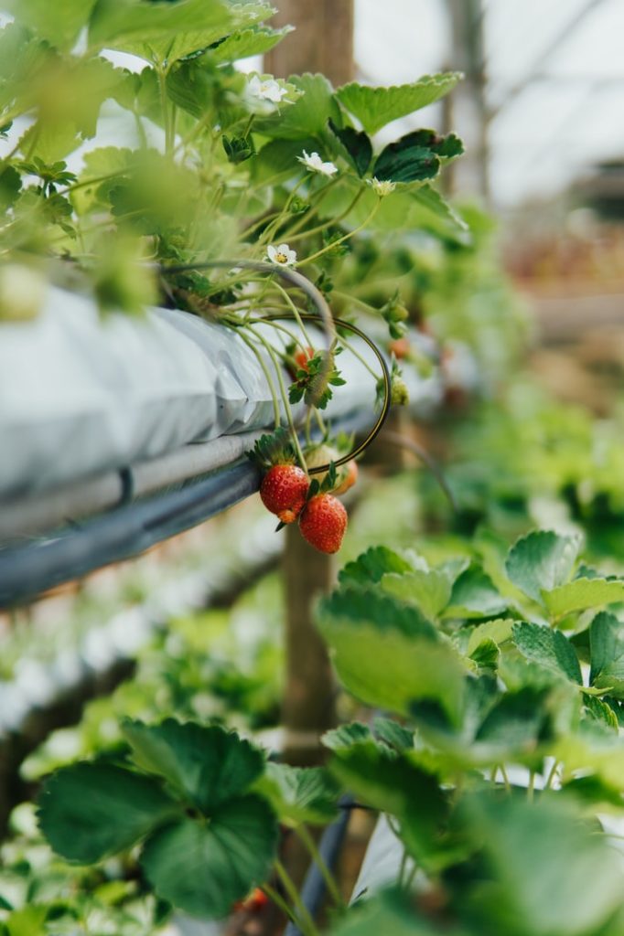Aquaponic