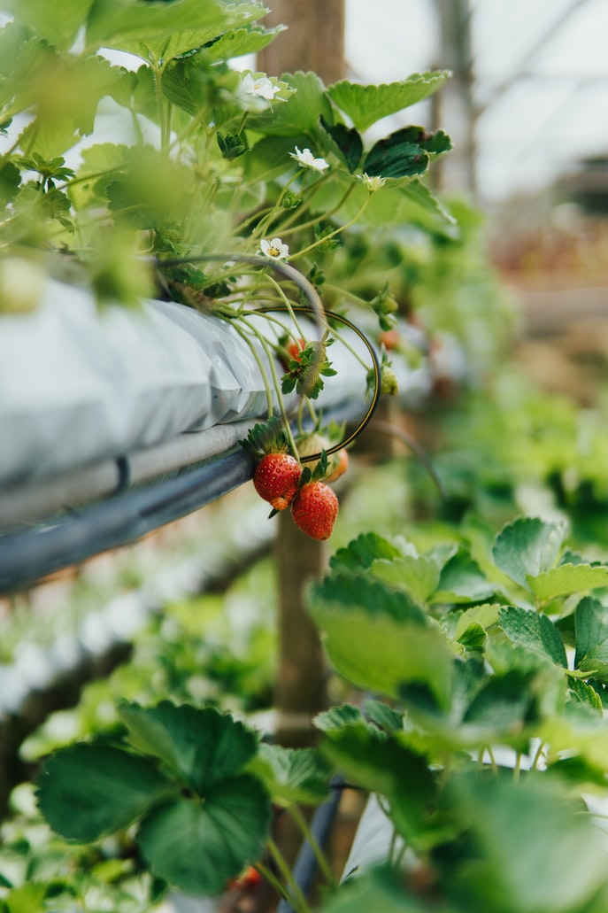 Aquaponic