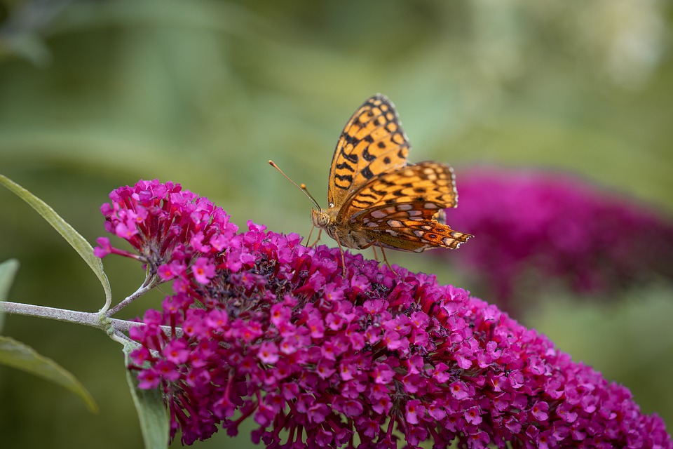 butterfly on buddleia