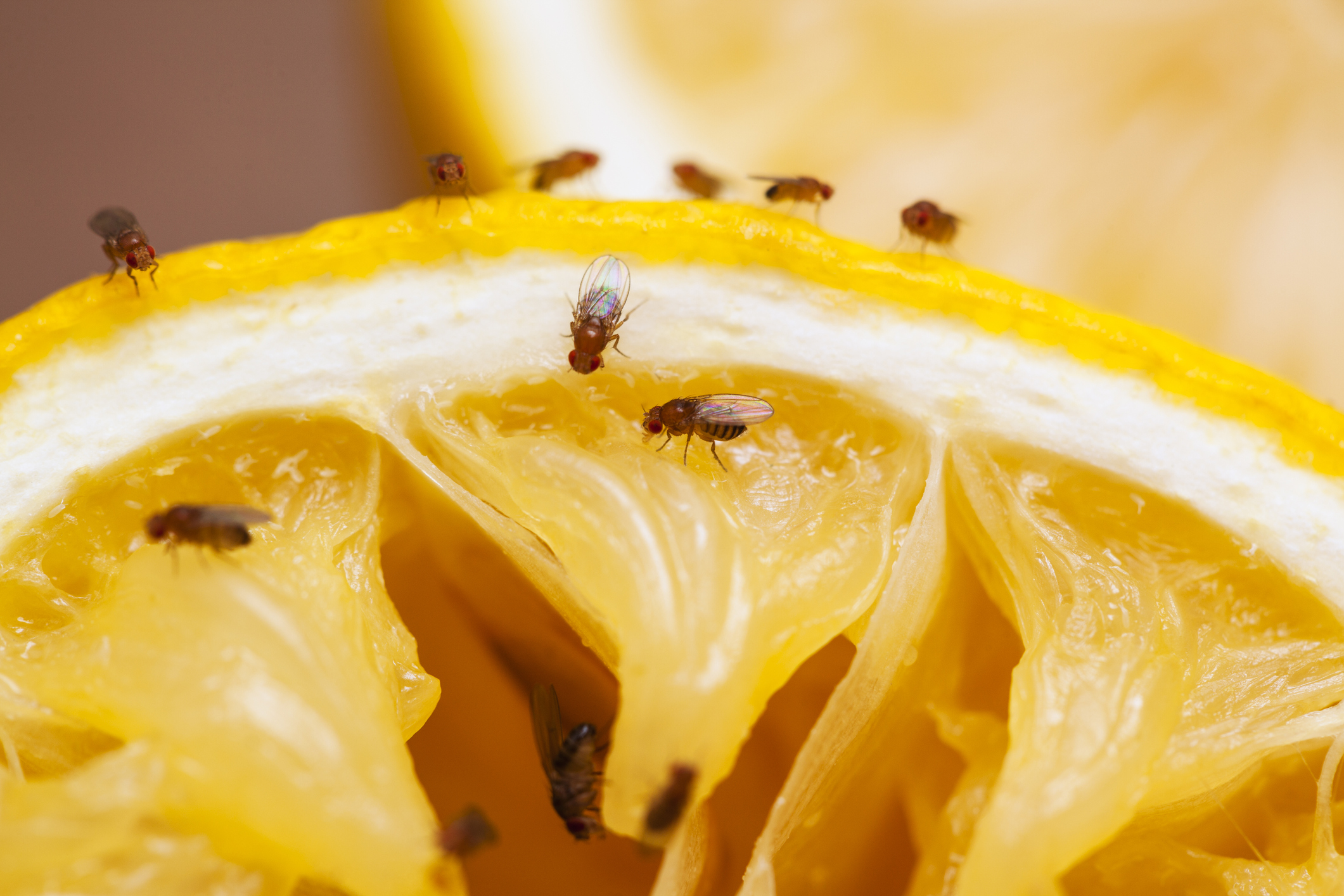 Insect Enemies of Fruit Crops