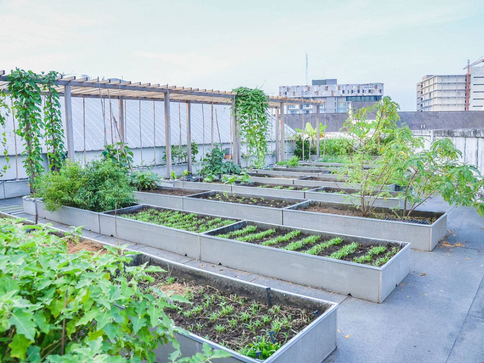 Roof garden