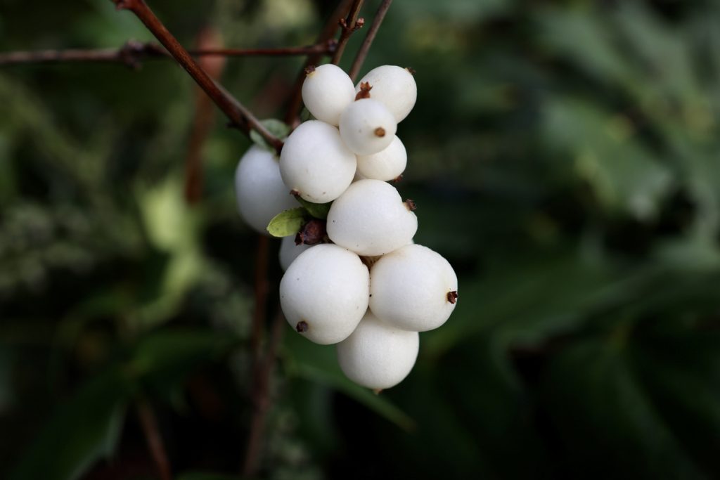 The Defenses of Plants (Part 2)