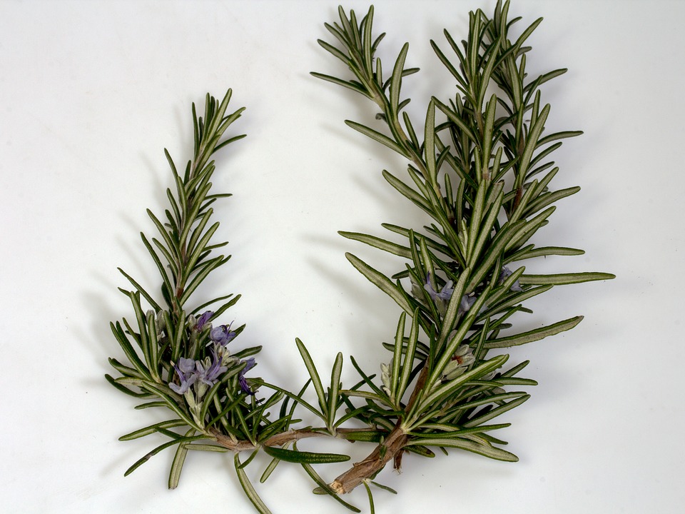 Rosemary