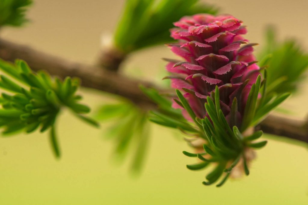 The Defenses of Plants (Part 4)