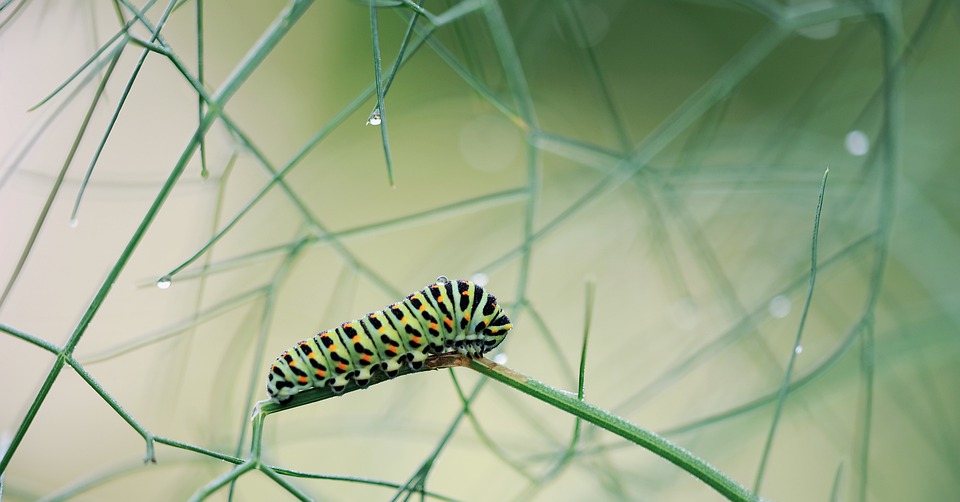 caterpillar