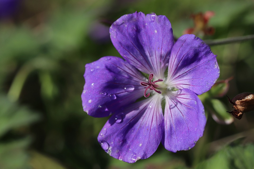 Geranium