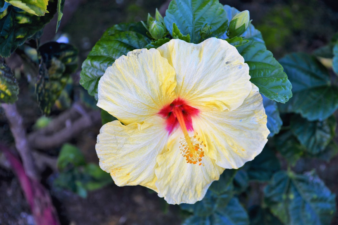 Hibiscus