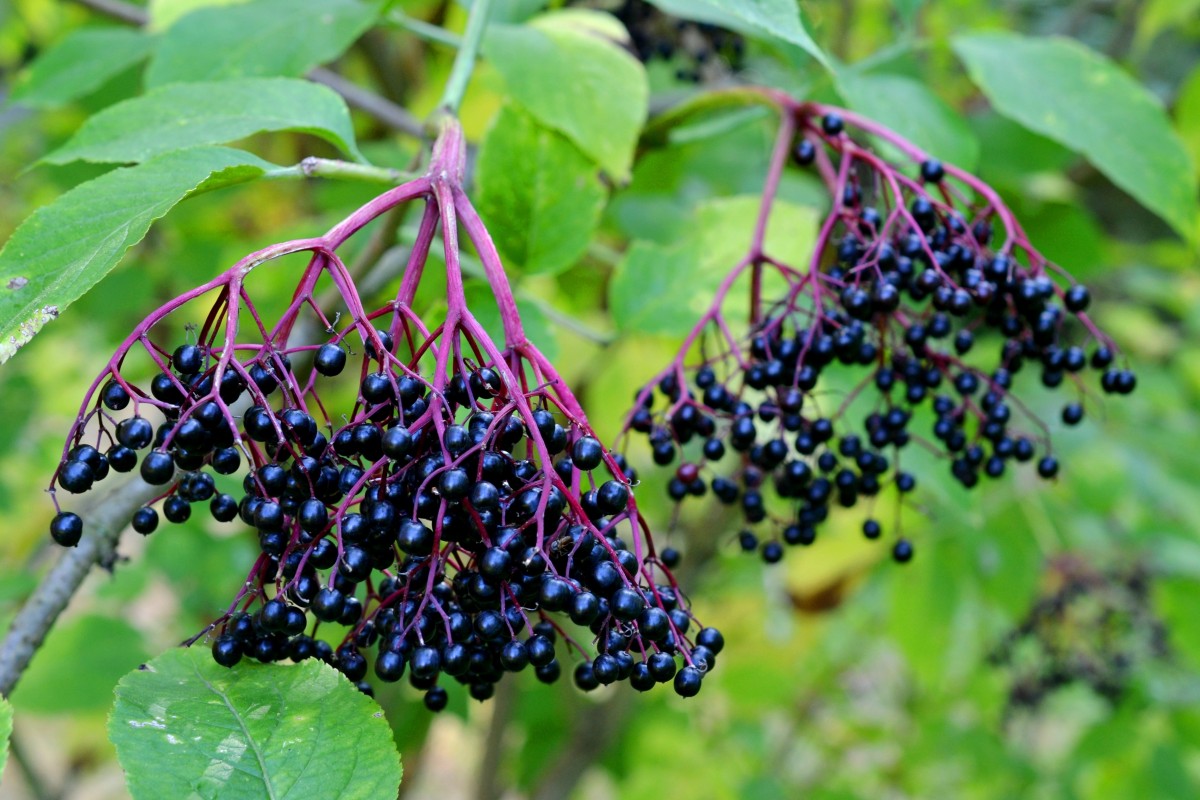 Fruit Trees