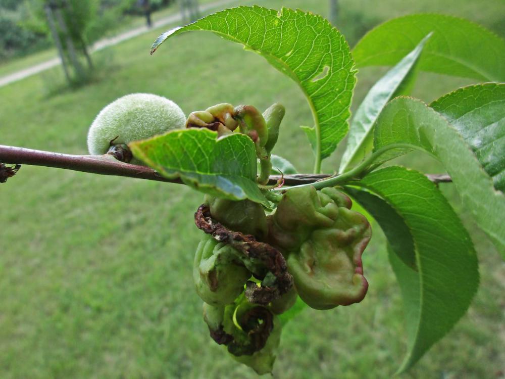 Treating Fruit Trees