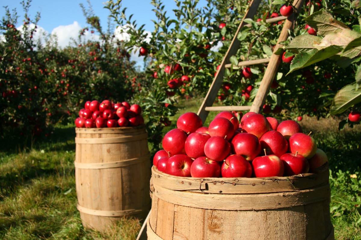 Treating Fruit Trees_5