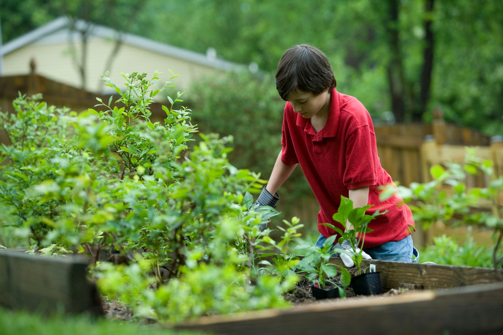 garden