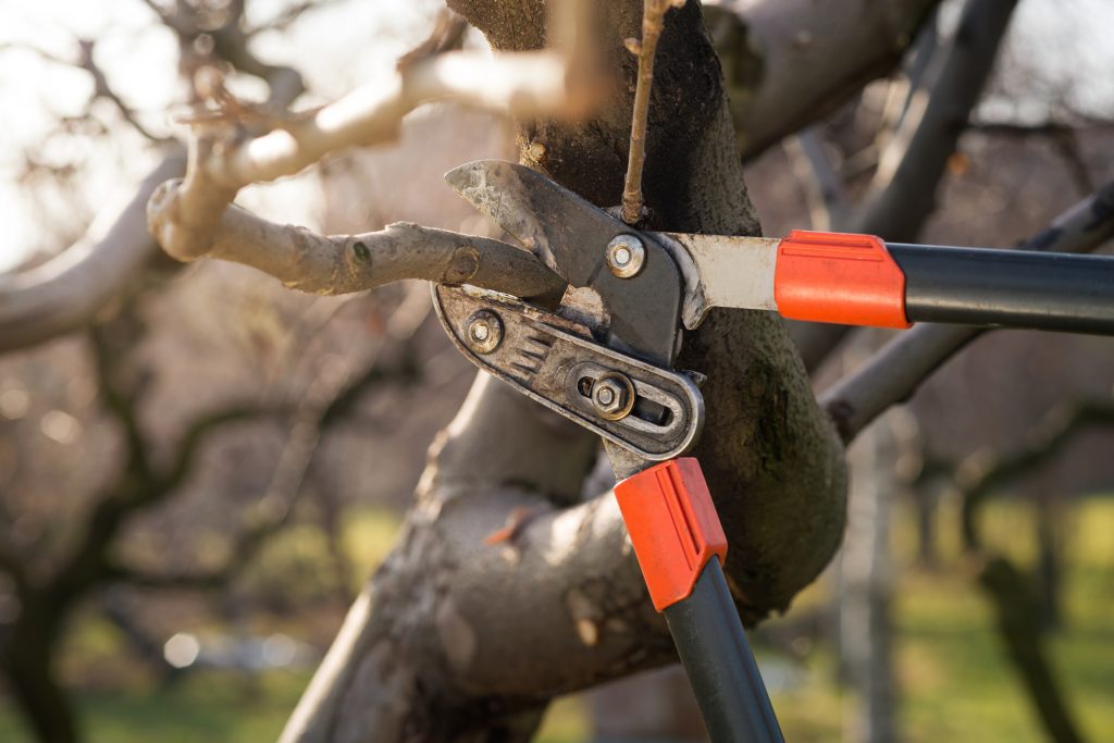 An Easy Guide to Pruning Trees