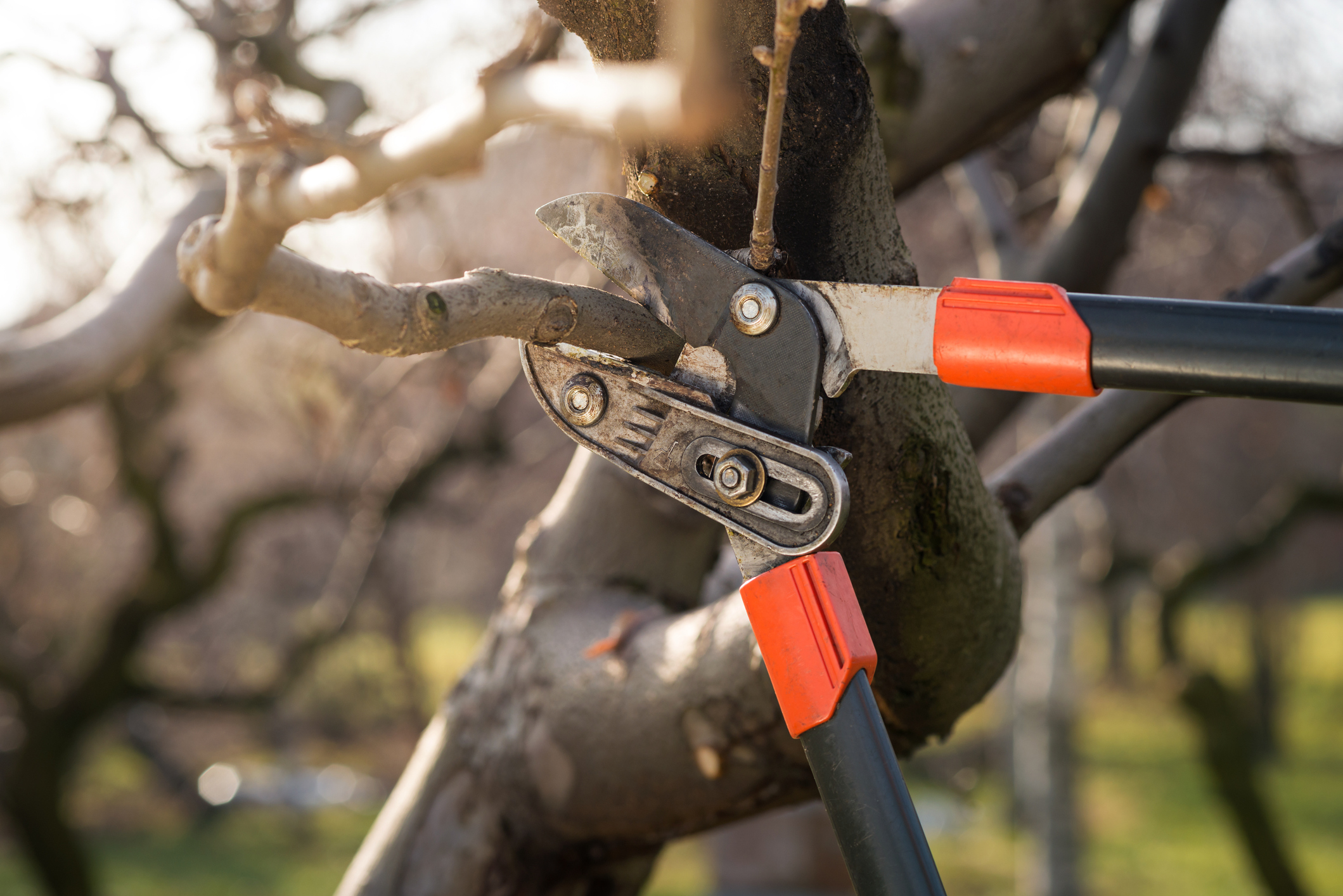 An Easy Guide to Pruning Trees
