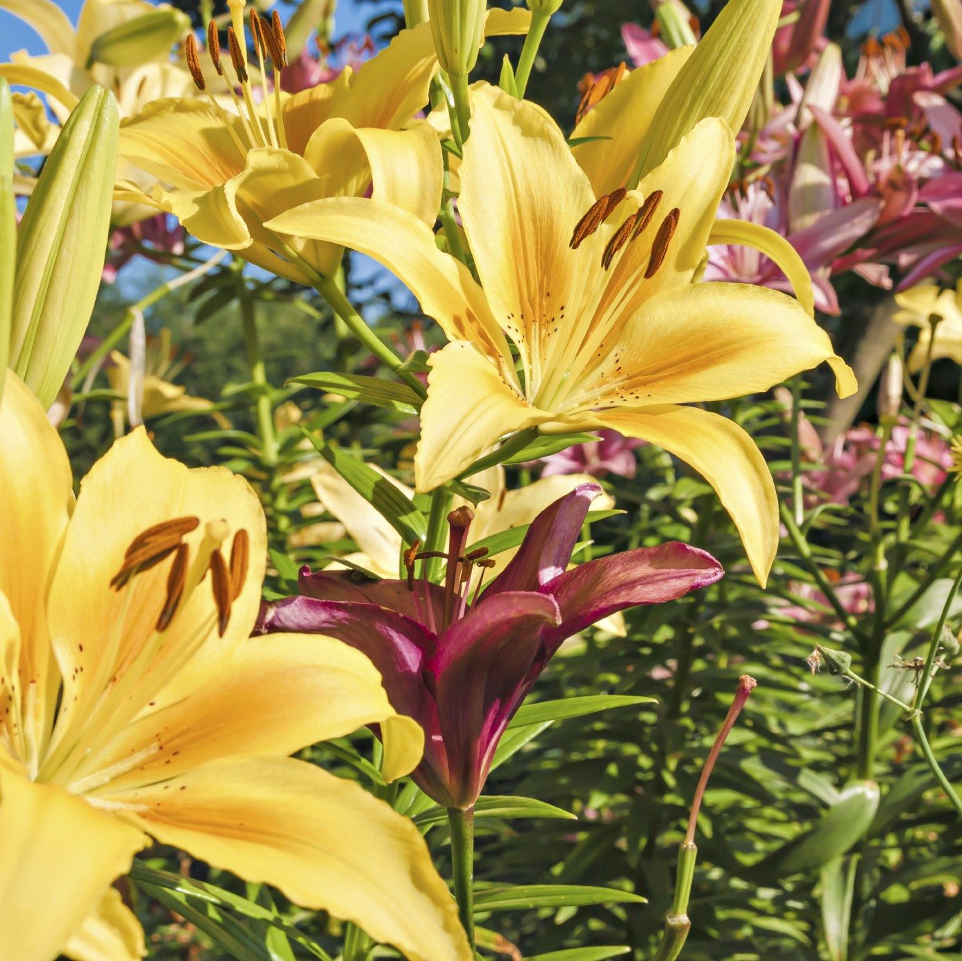 lilies1