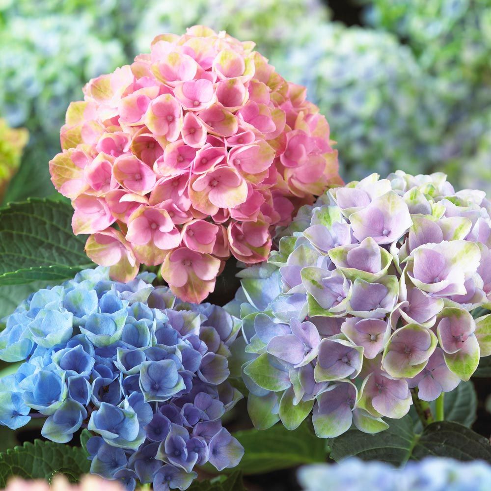 Hydrangea1