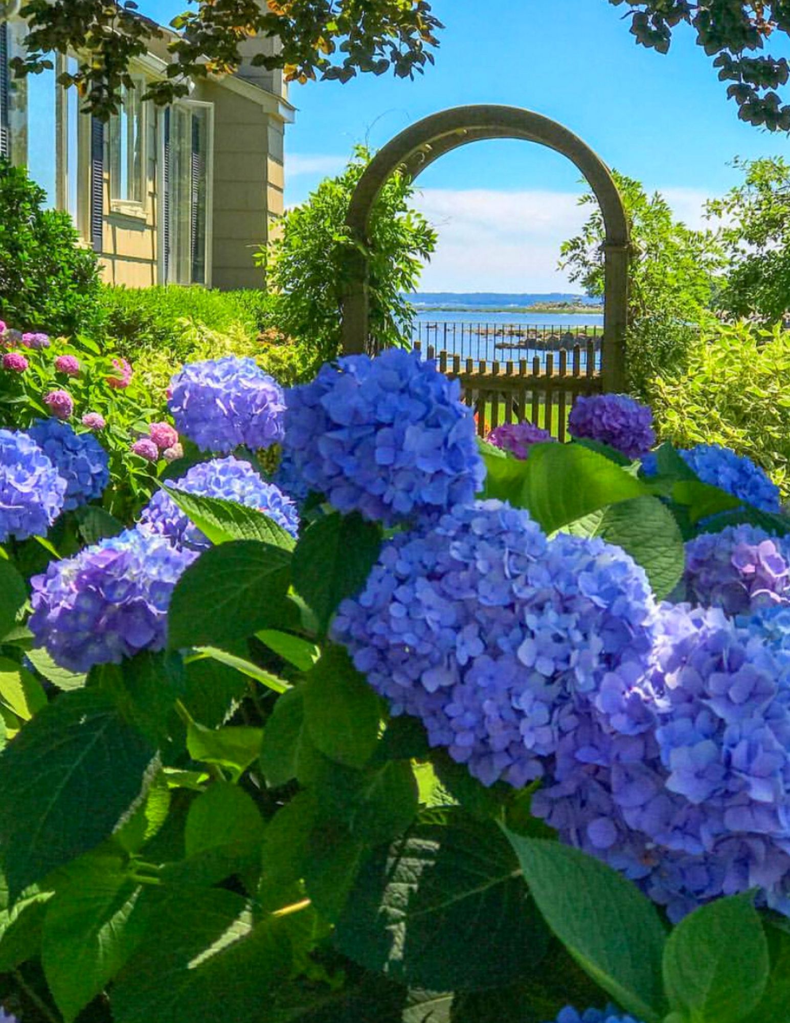 Hydrangea2