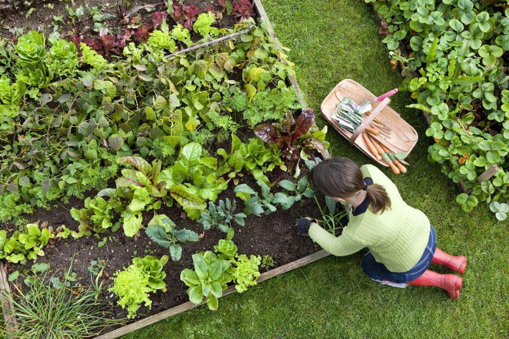 garden