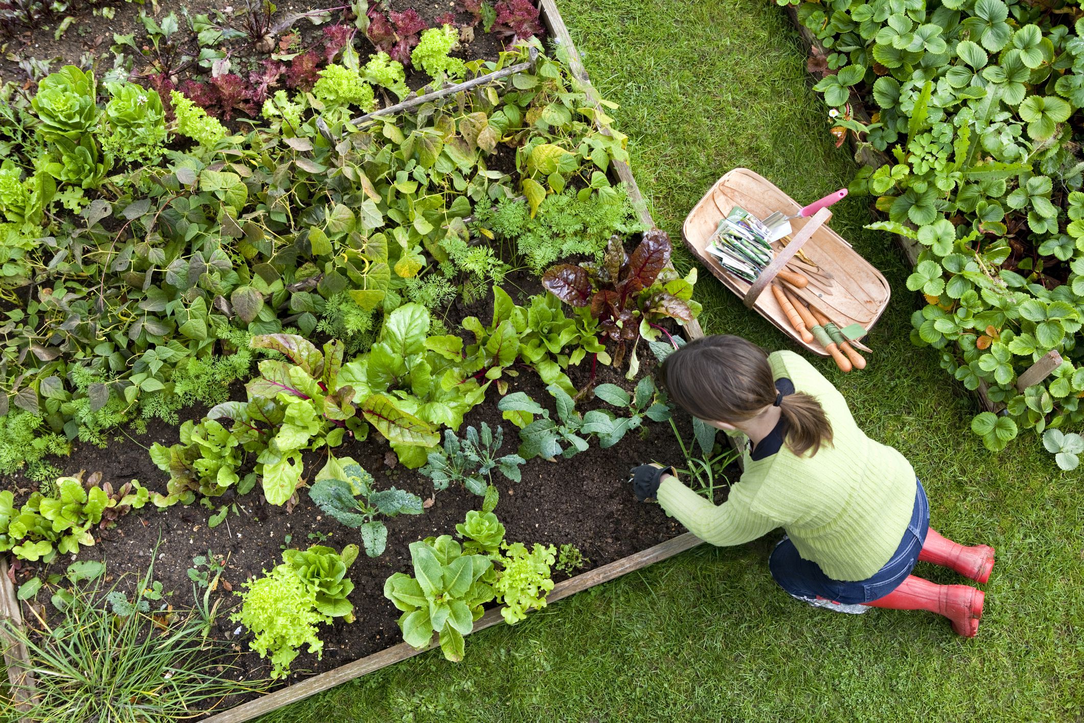 garden