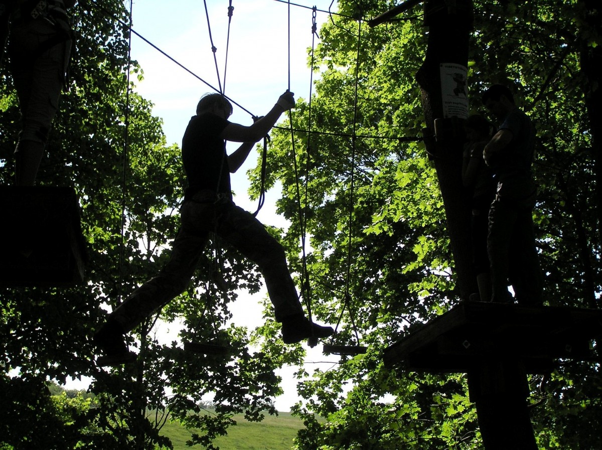 Tree Services, Tree Removal, Stump Removal, Tree Trimming, Arborist