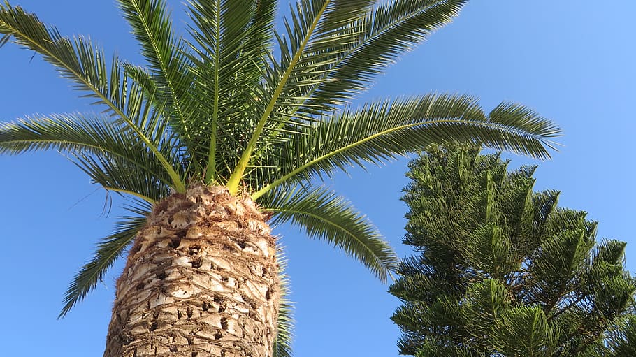 How to Prune a Palm Tree