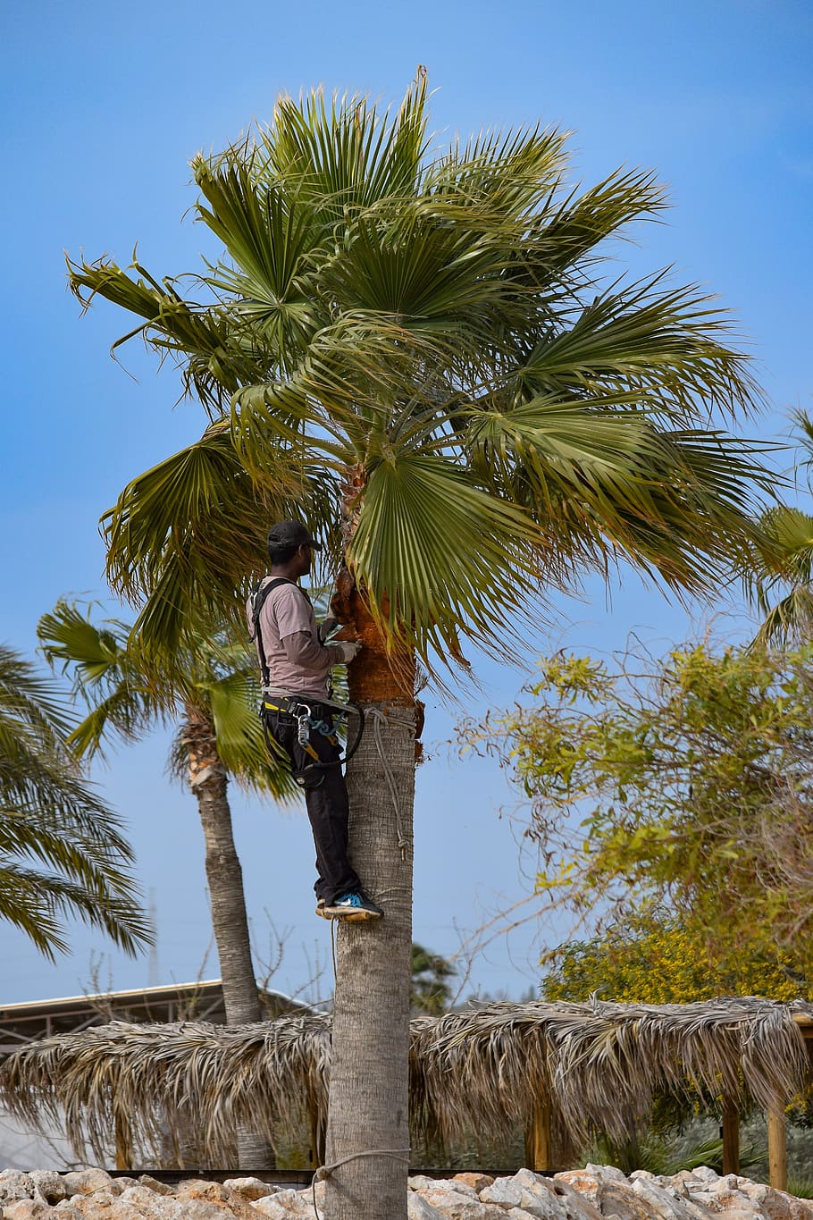 How to Prune a Palm Tree