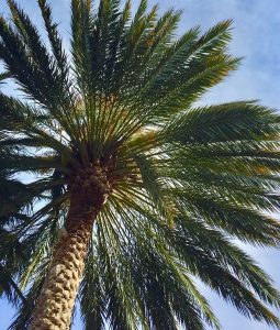 How to Prune a Palm Tree