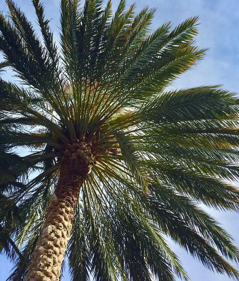 How to Prune a Palm Tree