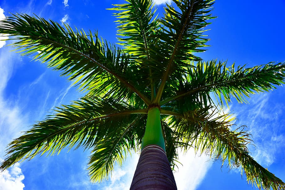 How to Prune a Palm Tree