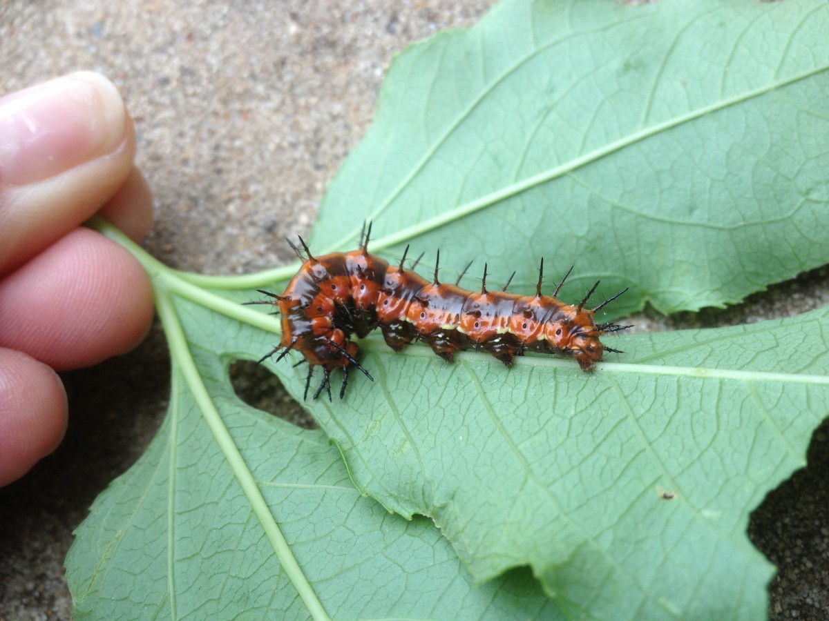 Diatomaceous Earth A Little-Known Natural Insecticide