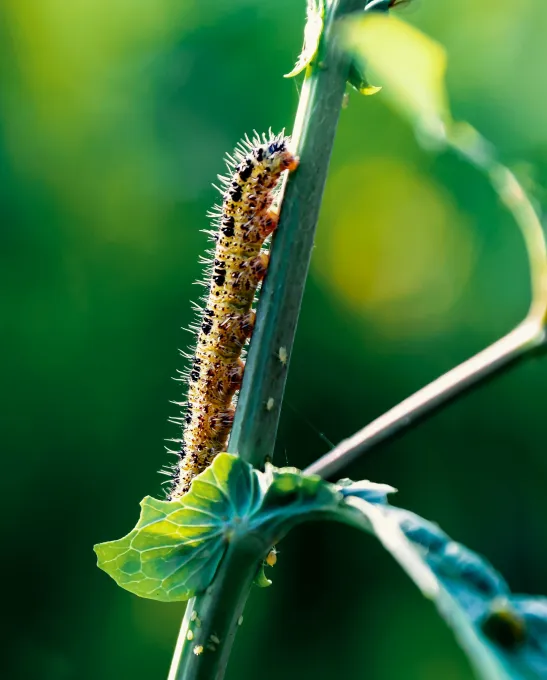 Diatomaceous Earth A Little-Known Natural Insecticide