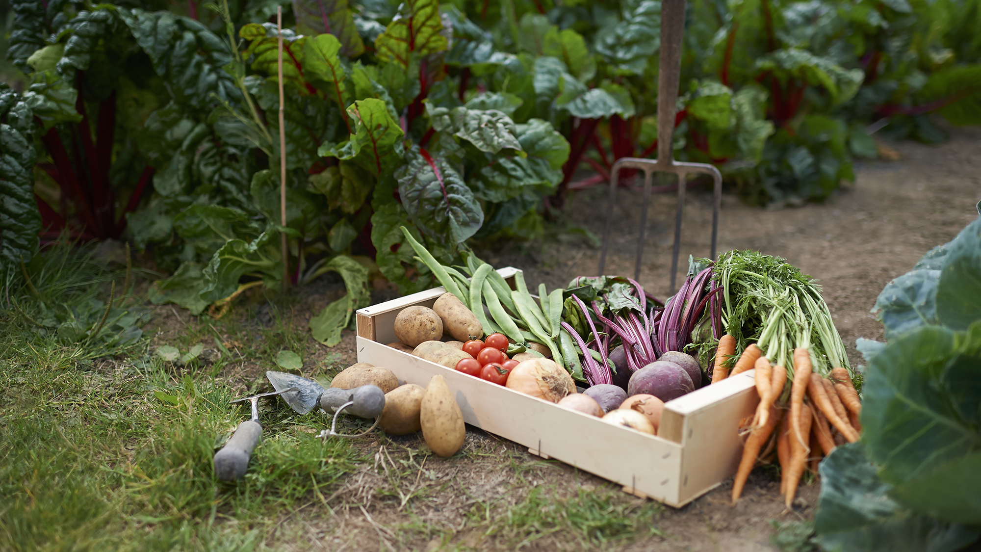 Korean Vegetables to Grown in Your Garden