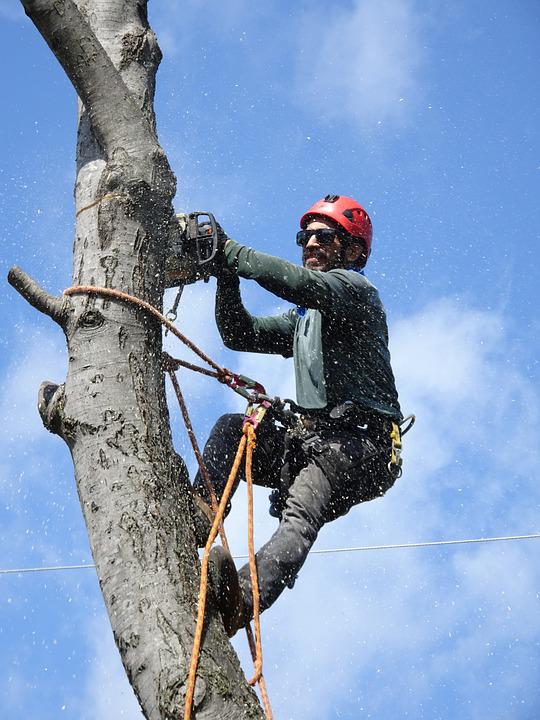 When to Trim Your Trees