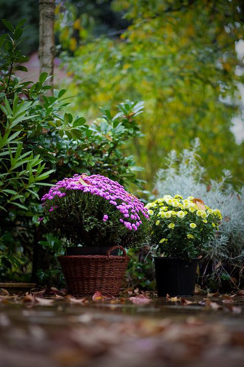 rain garden