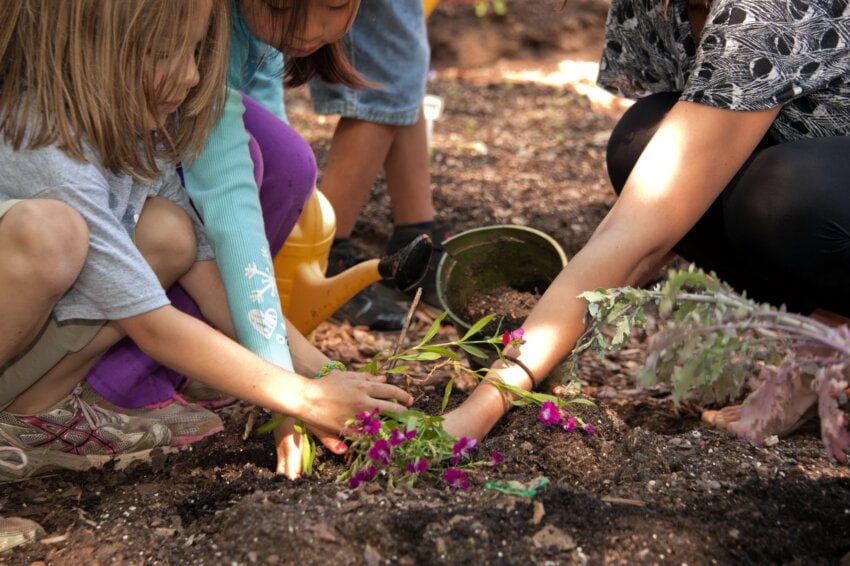 4 Steps to Plant Outdoors