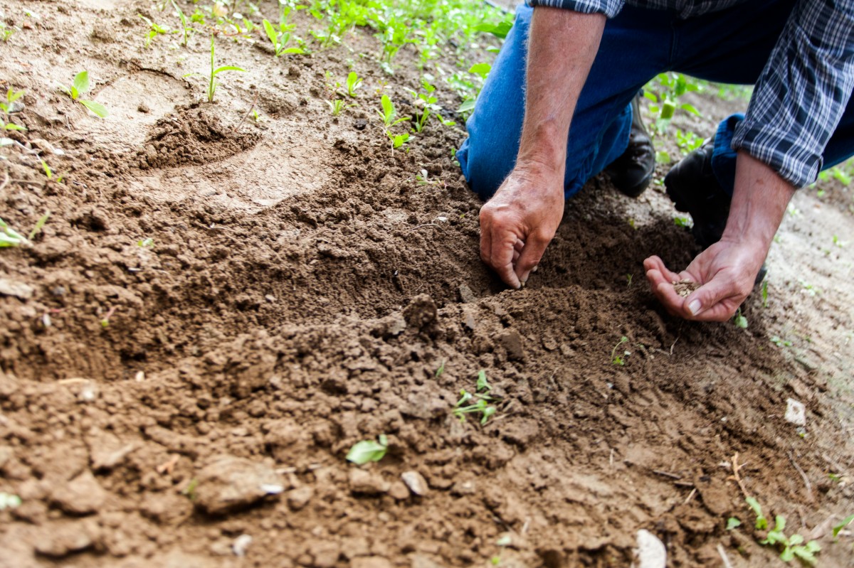 4 Steps to Plant Outdoors