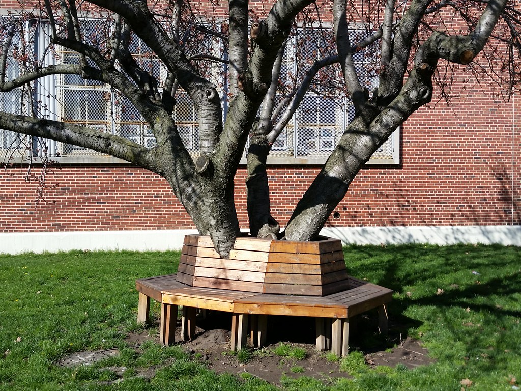 How to Build a Tree Bench?