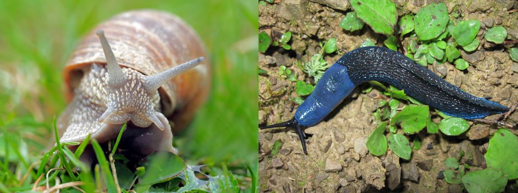 3 Steps for Controlling Slugs and Snails