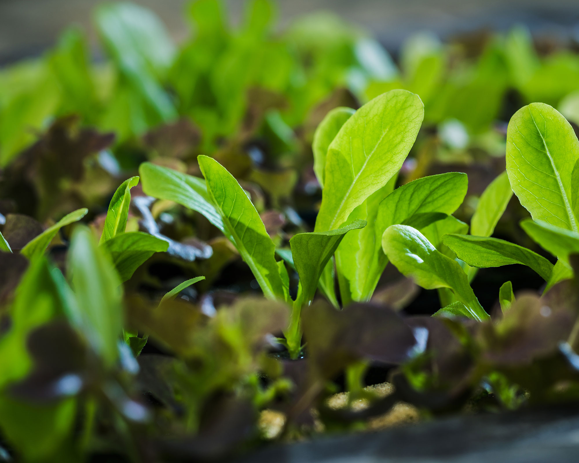 What Does “Seed Stall” Look Like?