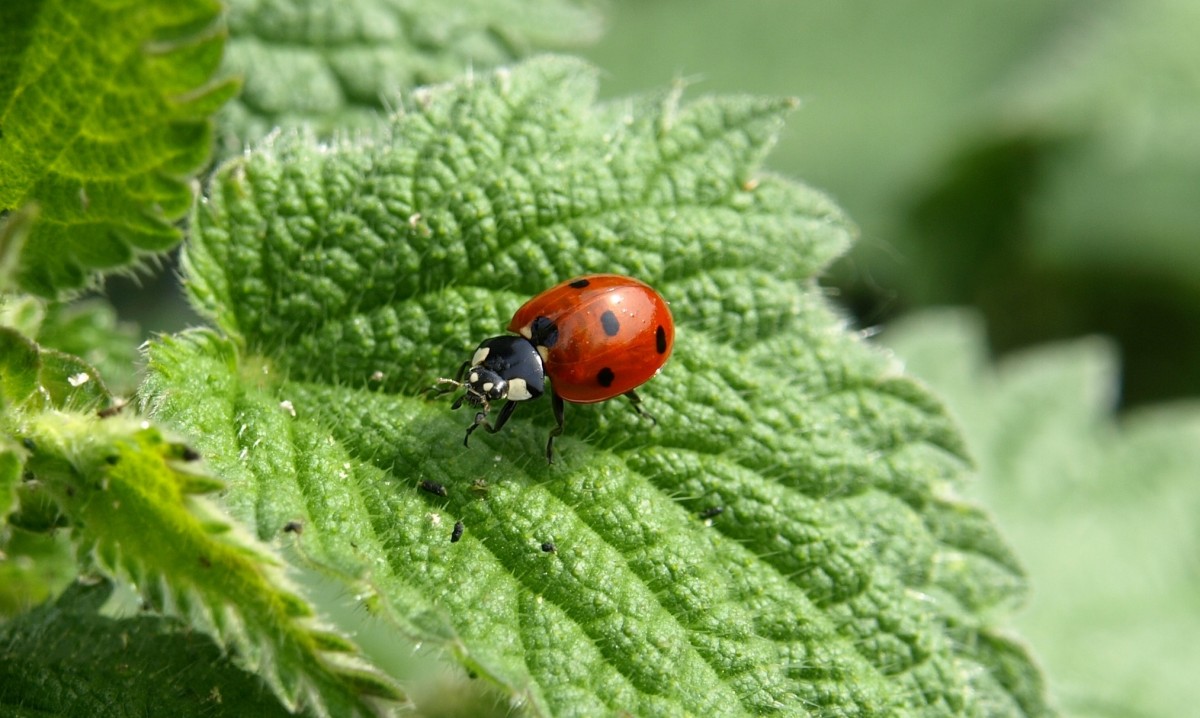 Steps to Make Nettle Manure