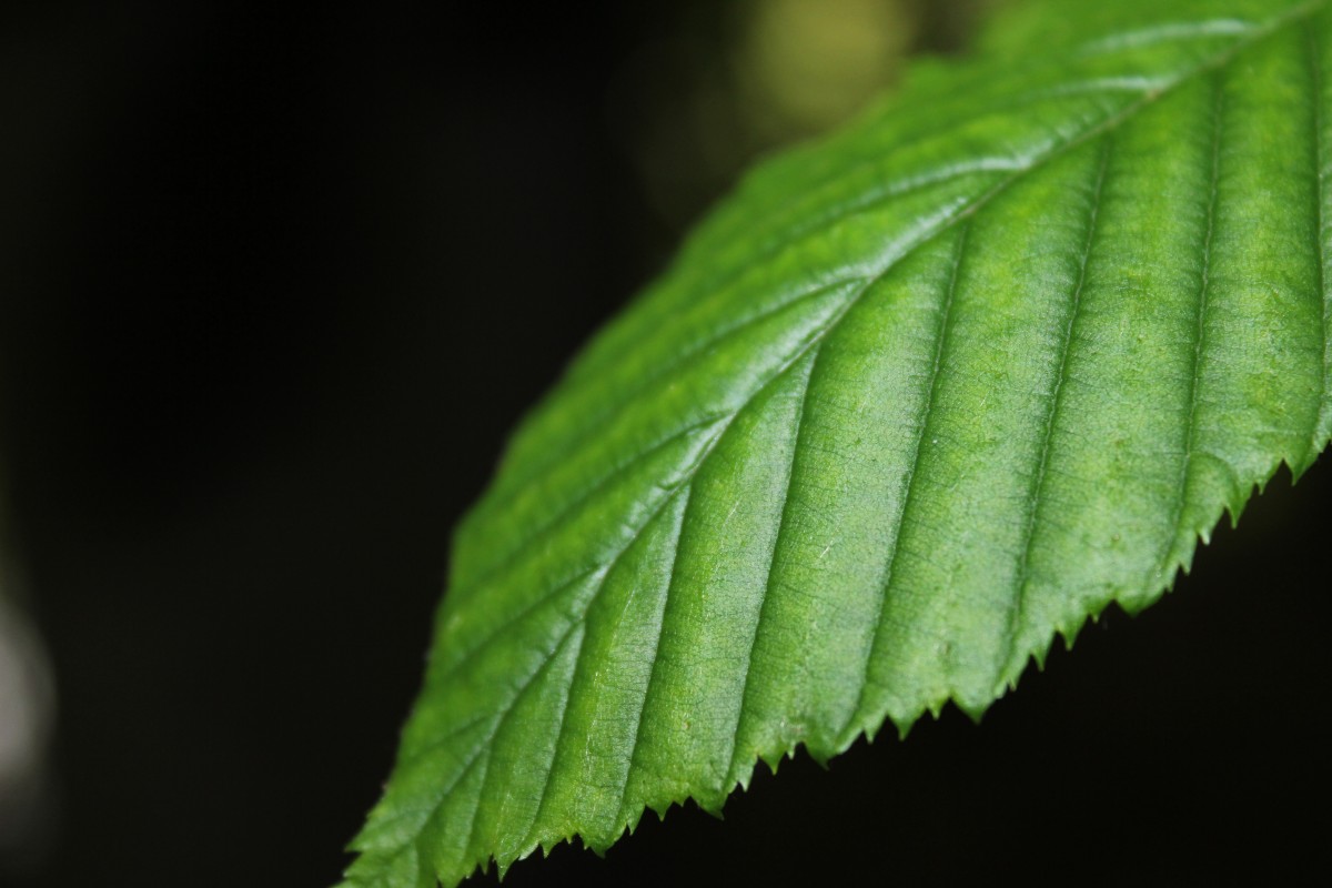 Steps to Make Nettle Manure