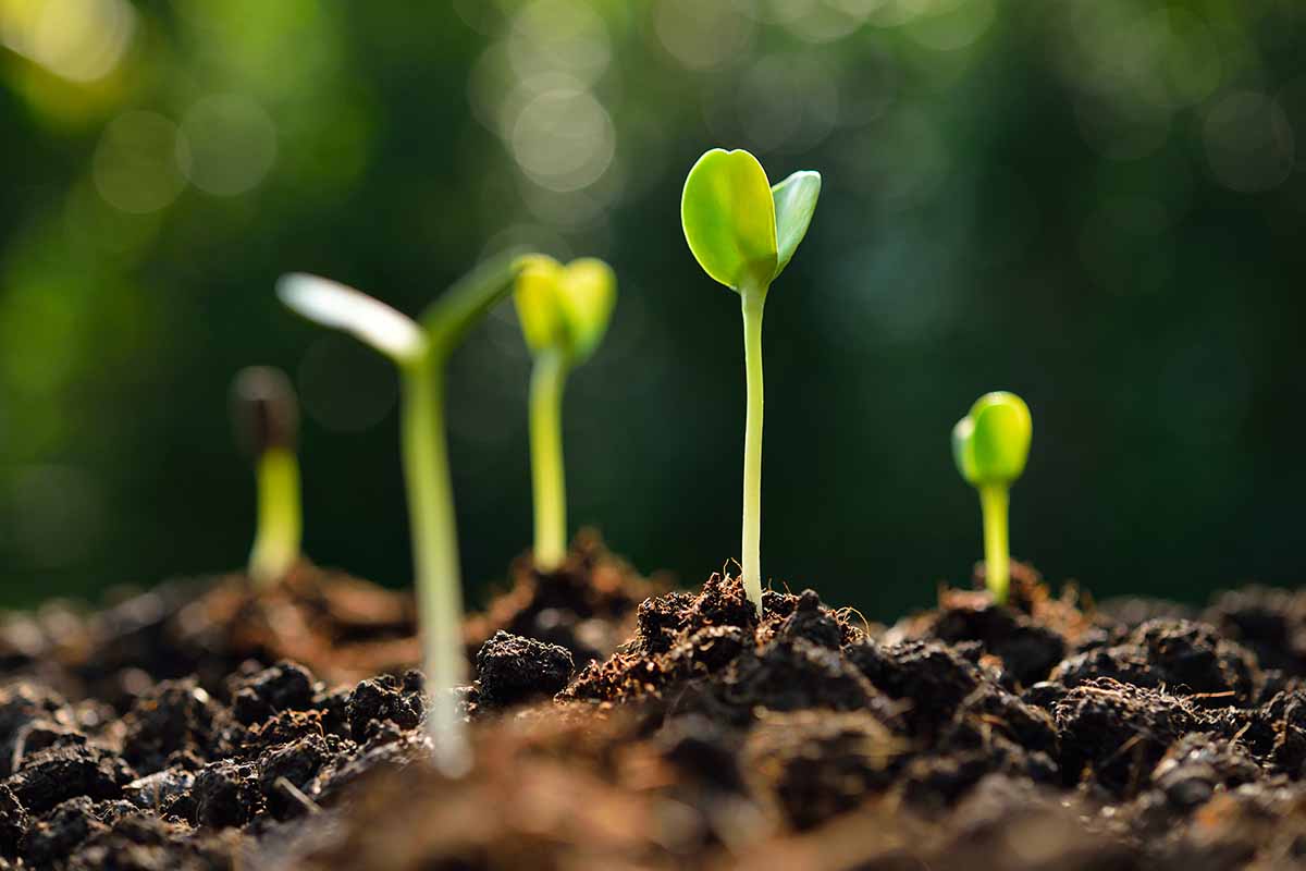 Why Did My Seedlings Stop Growing?
