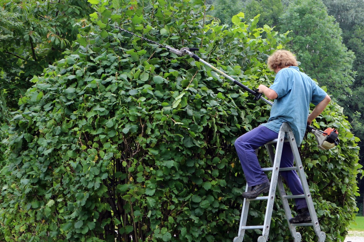 What Are the Techniques for Cutting Trees